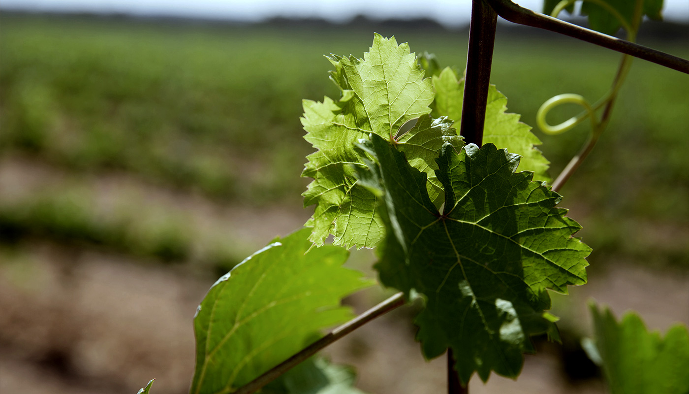 Bodegas Vi Rei (Llucmajor - 2014)
