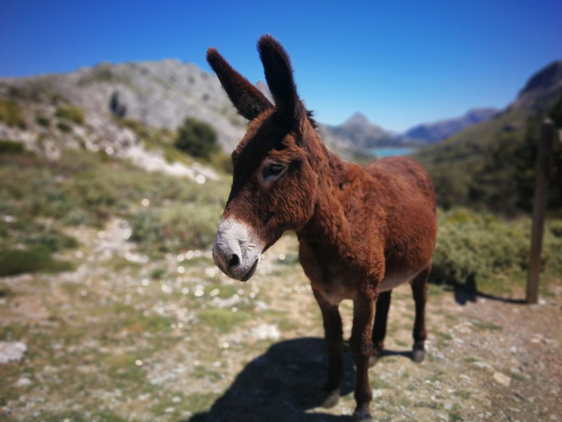 Mallorca Hiking & Tramuntana Guides