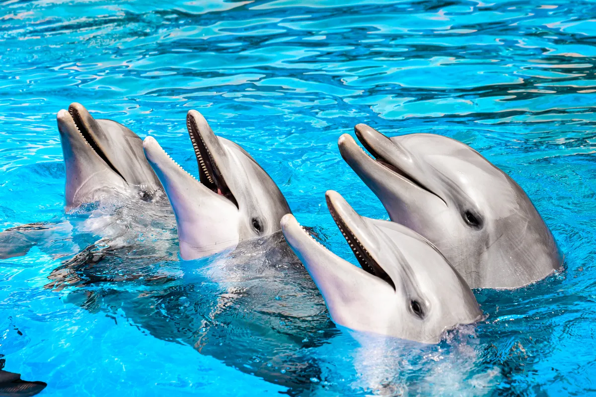Marineland Mallorca Costa d'en Blanes